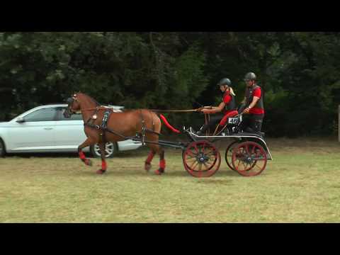 2 PS – Bayerische Kutsch-Meisterschaften in Plattling