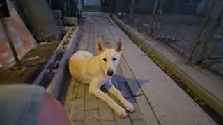 Video preview image #1 - Mix Puppy For Sale in Phoenix, AZ, USA