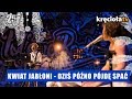 Kwiat Jabłoni - Dziś późno pójdę spać #polandrock2019 Kwiat Jabłoni - Dziś późno pójdę spać #polandrock2019
