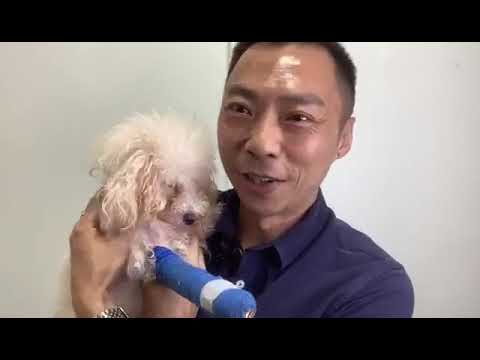 狗狗的意外 - 骨折