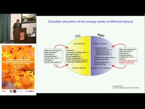 Circadian rhythm and inflammation - Rainer H. Straub, University of Regensburg