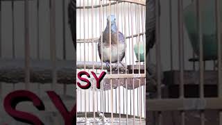 Download lagu PERKUTUT BANGKOK SUARA DEPANNYA BEGITU MANIS YANG MINAT 085204859499 mp3