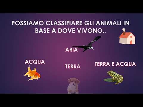 Animali pt 1 mp4 MSYA