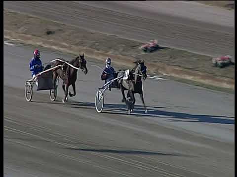 Trotto 15/01/2019 - prova di qualifica