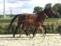 Lot 01: Comme d'Api vd Hacienda Z x Darco