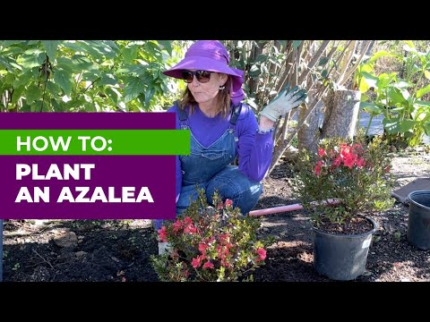 How to: Plant an Azalea