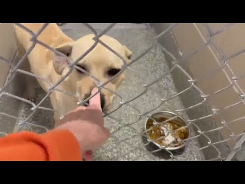 Florence Lauderdale Animal Services dishes a Thanksgiving feast - YouTube