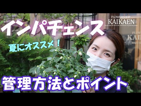 園芸 マウントオメイインパチェンス、ハーディインパチェンス、マウントオメイバルサム