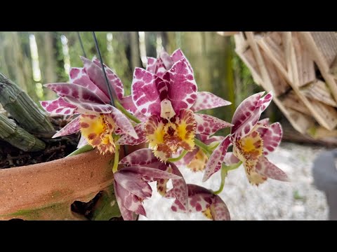 Orchid Garden Update, Morning Walk, New Blooms, June 11, 2021