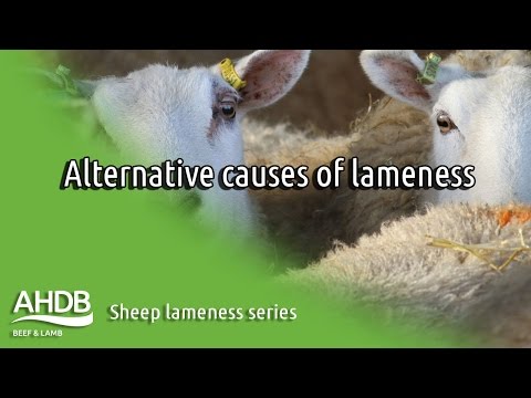 , title : 'Alternative causes of lameness - Sheep Lameness series'