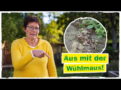 WÜHLMÄUSE BEKÄMPFEN: Wühlmausbefall erkennen und Pflanzen schützen 🐀