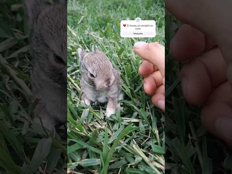 Conejo enano, es la raza más pequeño en conejos. 🐰❤️