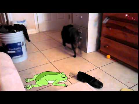 Sleeping frog, simple animations