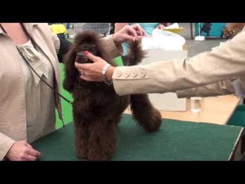Česká národní výstava psů Mladá Boleslav  Gerronimo Chocolate Černo-bílý sen   V1, CAJC
