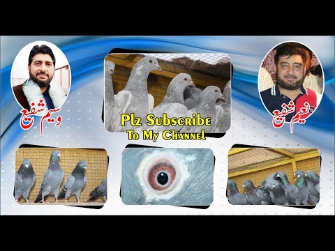 Champion Pigeons of Alhaaj Naeem Shafi and Waseem Shafi loft (fantac club)