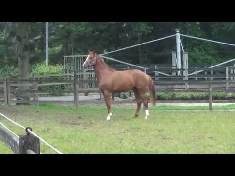 Fifthy Shades of Biolley Fiderbach  x  Codex Stallionprospect 2017