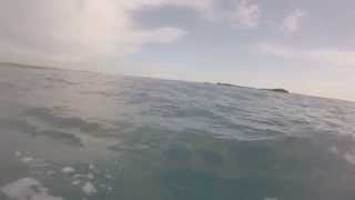 preview picture of video 'Dolphins at Parguera, PR'