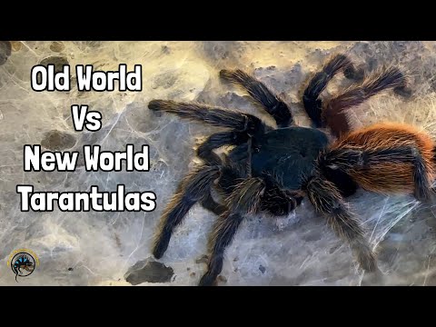 Old World vs New World Tarantulas - What's the Difference? 🕷