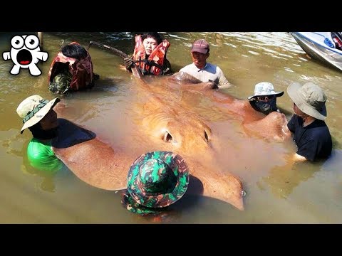 10 Most MONSTROUS Specimens of EXISTING Animals