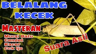 Download lagu Suara Belalang Kecek Masteran Murai Batu,Cendet,Kacer,Cucak Ijo mp3