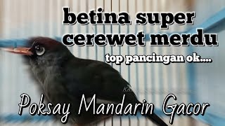 Download lagu Masteran Suara Burung Khas Poksay Mandarin Betina Cerewet Dan Sangat Merdu, Pancingan Top Ok... mp3 Download lagu Masteran Suara Burung Khas Poksay Mandarin Betina Cerewet Dan Sangat Merdu, Pancingan Top Ok... mp3