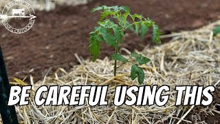 Mulching Tomato Plants 🍅