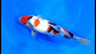 video van Showa SH-V23-0484