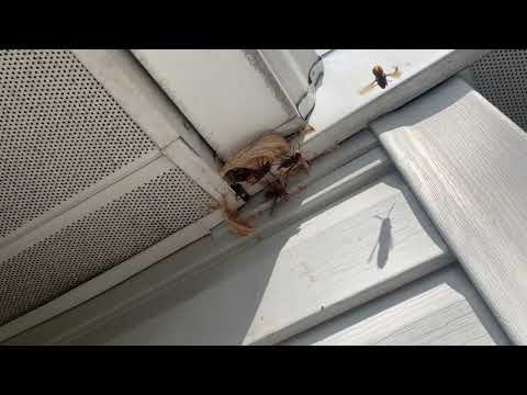 European Hornets Gathering Around the Soffit in Martinsville, NJ