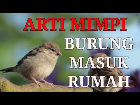 7 ARTI MIMPI BURUNG MASUK RUMAH