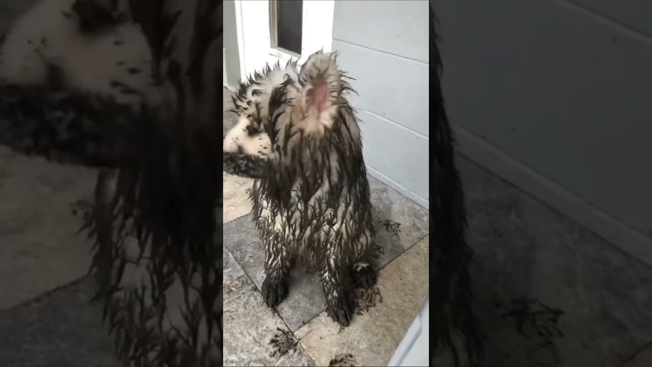 Cachorro sujo de lama, pequeno cachorro