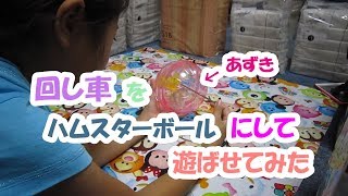 あずき(3F)ハムスターボールで遊ぶジャンガリアンハムスター