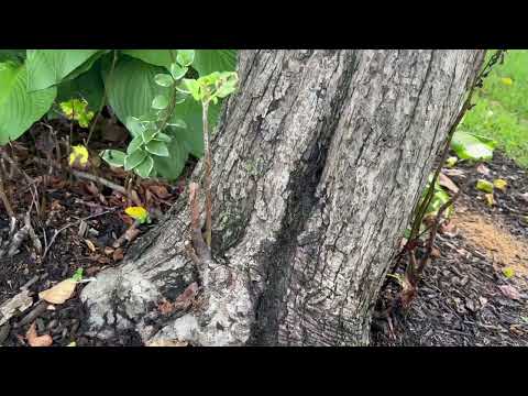 Tree Full of Carpenter Ants in Kendall Park, NJ