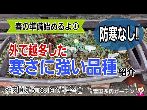 屋外の多肉植物ウチワサボテン