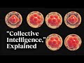 The beauty of collective intelligence, explained by a developmental biologist | Michael Levin