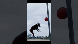 Animal Funny Video #comedy #cat #funnyreel #animalfunny #funnycute #comedymovies #funny #dog