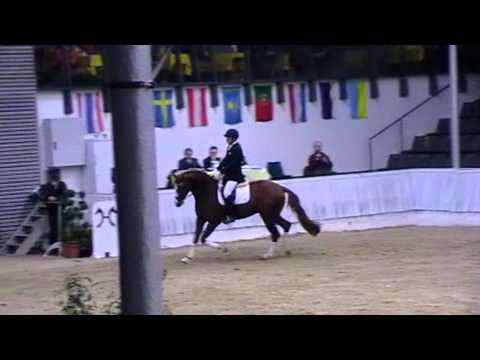 Quasar de Charry, Video vom 04.02.2012 bei der 22. Schau Hannoveraner Privathengste