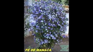 PAULA FERNANDES PÉ DE MANACÁ.