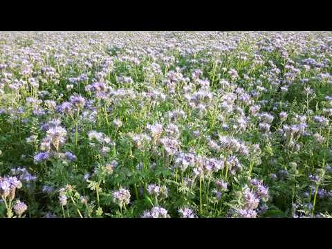 Naše včely na naší svazence