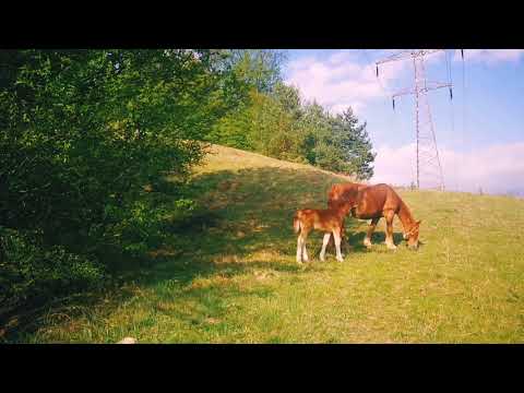 Valea Minisului, Bozovici, Caras-Severin, 20 aprilie 2020