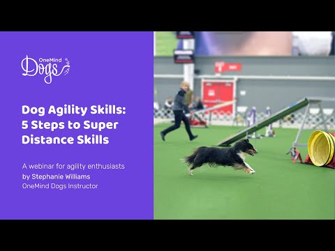 FREE Dog Agility Webinar:  5 Steps to Super Distance Skills