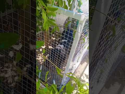 sapri Vs Buddy #buddy #viralvlogs #viralshorts #labradorpuppy #germanshepherd #doglover #dog