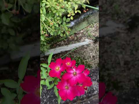 灰が好きな植物は何ですか?完全なガイド  庭園