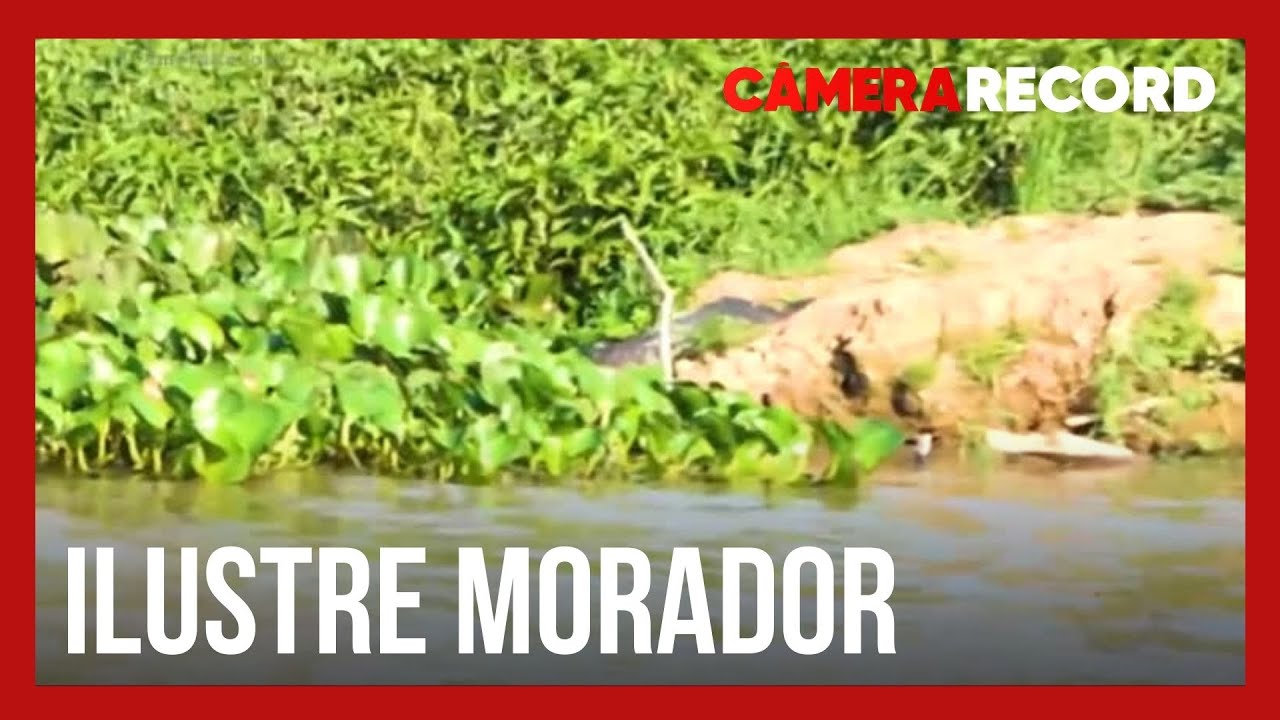 Repórter se depara com jacarés em jornada pelo Rio Paraguai