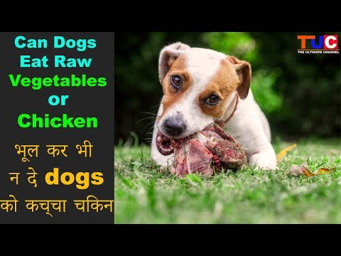 download lagu mp3 mp4 Bollywood Veggies Dog Friendly, download lagu Bollywood Veggies Dog Friendly gratis, unduh video klip Bollywood Veggies Dog Friendly