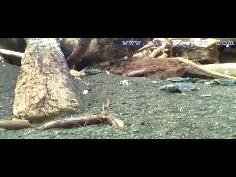 EclosiÃƒÂ³n Mágica