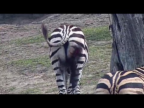 Djuma: Impalas and Zebras(young one has injury to right upper leg area) - 10:35 - 08/29/20