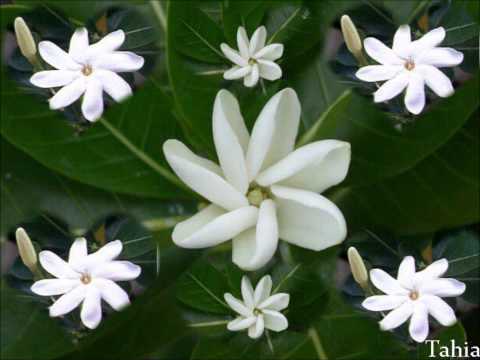 MATAUTA (kua fua loa luaku)