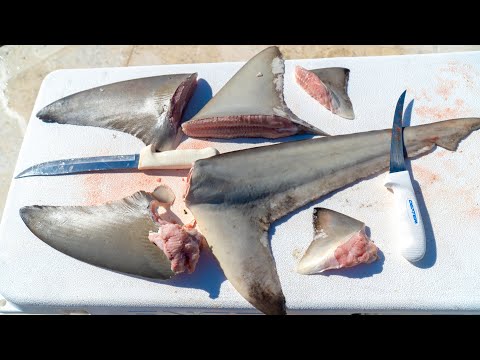 REAL SHARK FIN Soup From Scratch! Clean and Cook (Blacktip Shark)