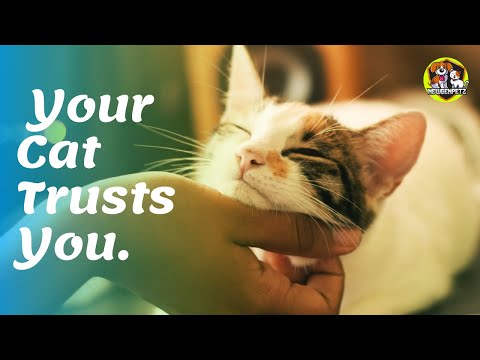 9 Sure Signs Your Cat Trusts You. NEWGENPETZ