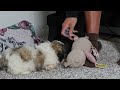 Shih Tzu dogs for sale: Clark - Video 1